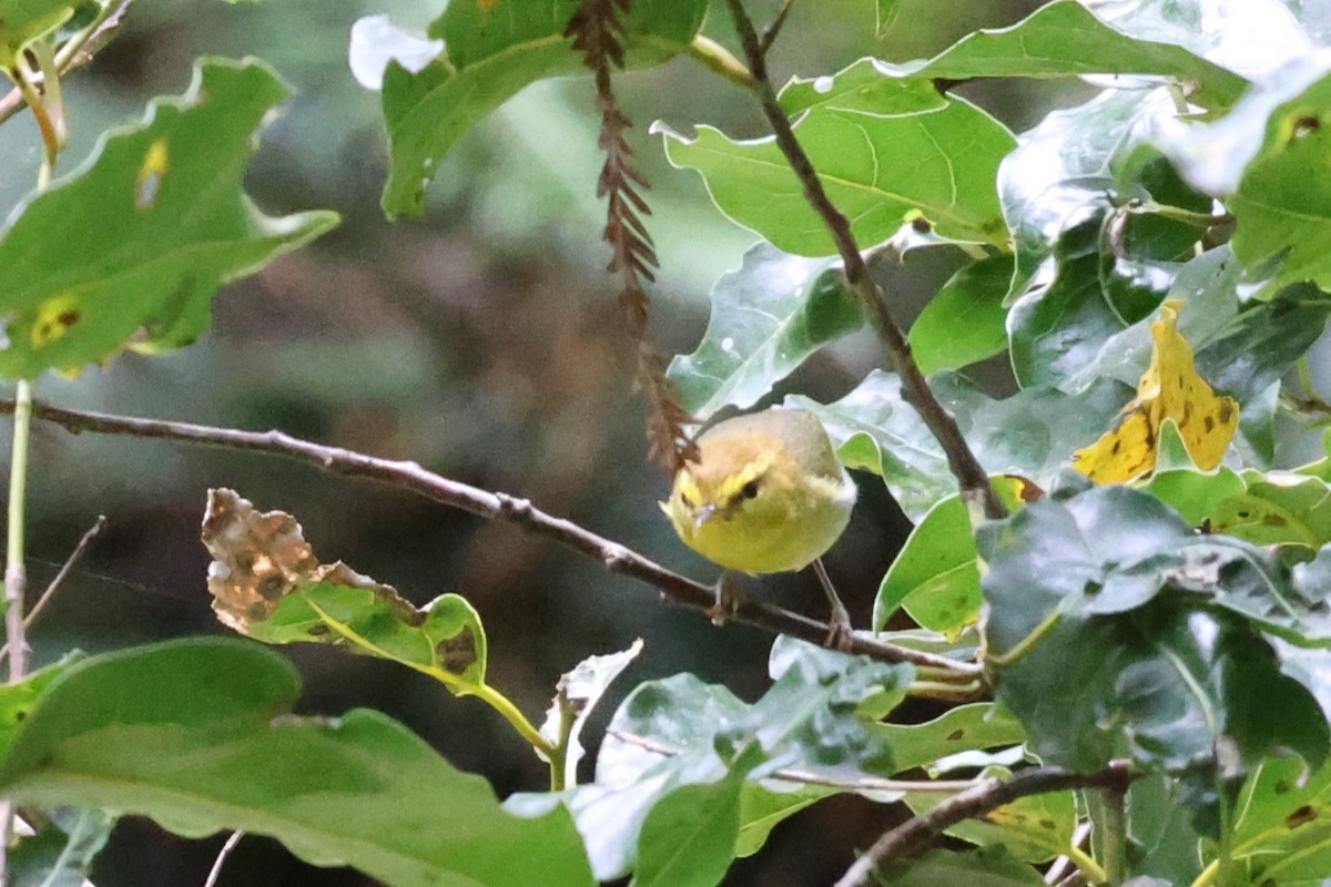 Yellow-throated Woodland-Warbler - Audrey Whitlock