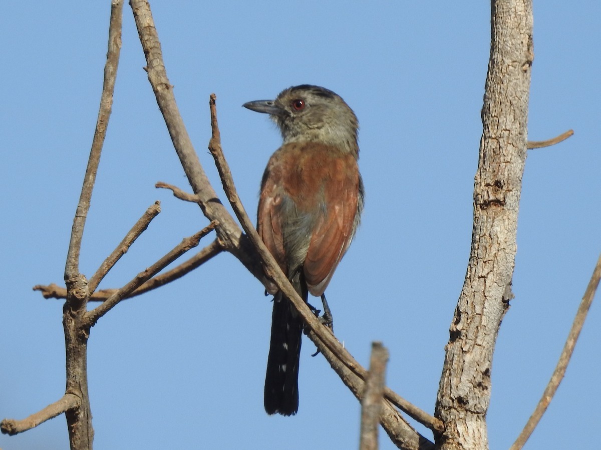 Rufous-winged Antshrike - Oliver Simms