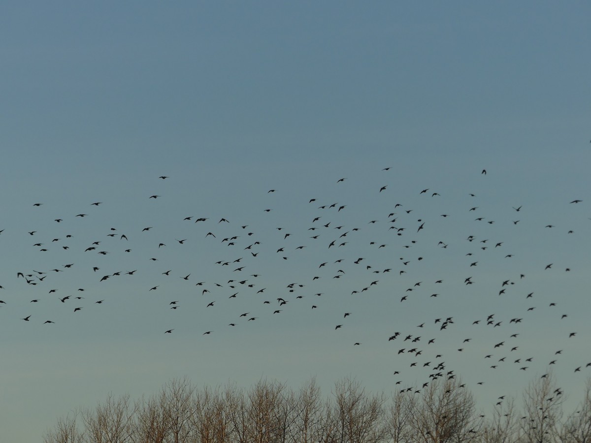 European Starling - ML612346789