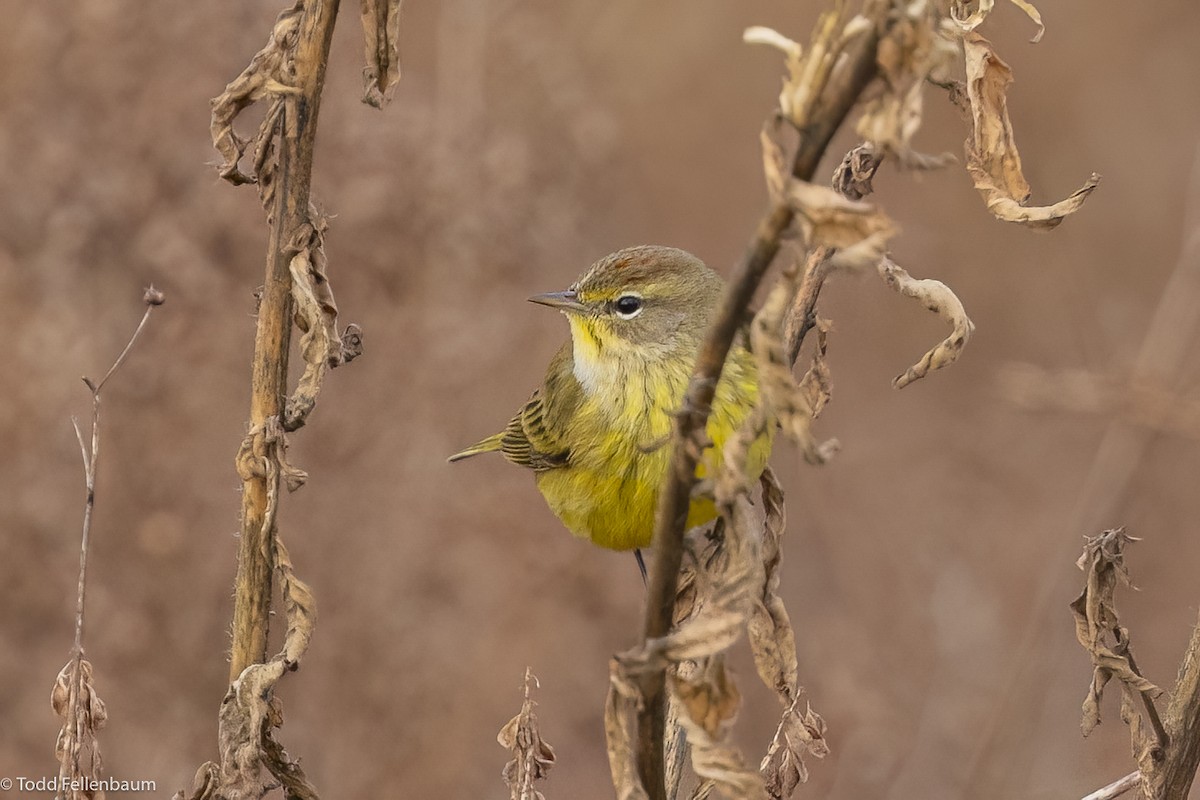 Palm Warbler (Yellow) - Todd Fellenbaum