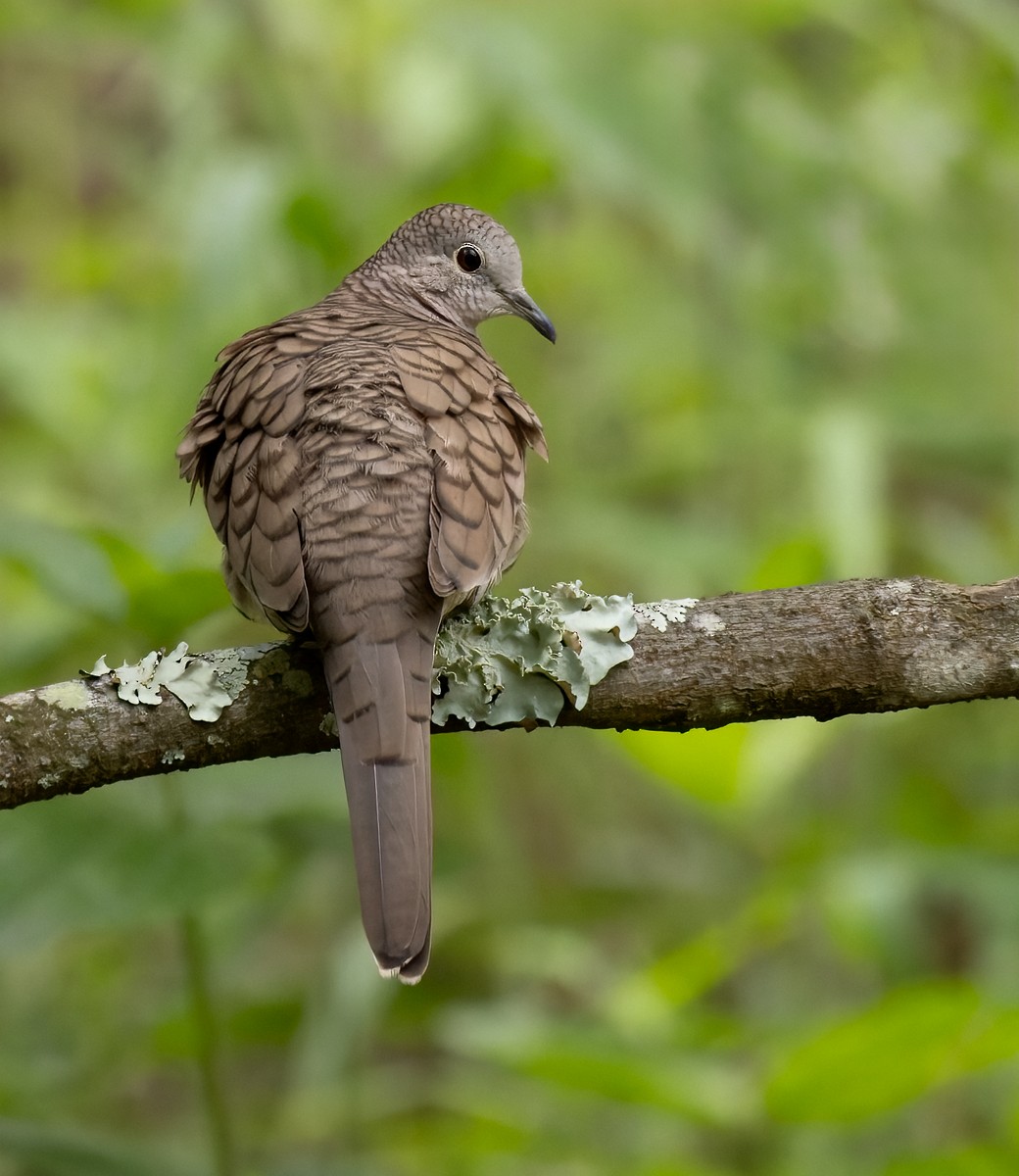 Inca Dove - Lars Petersson | My World of Bird Photography