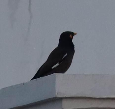 Common Myna - Gautham Mohan