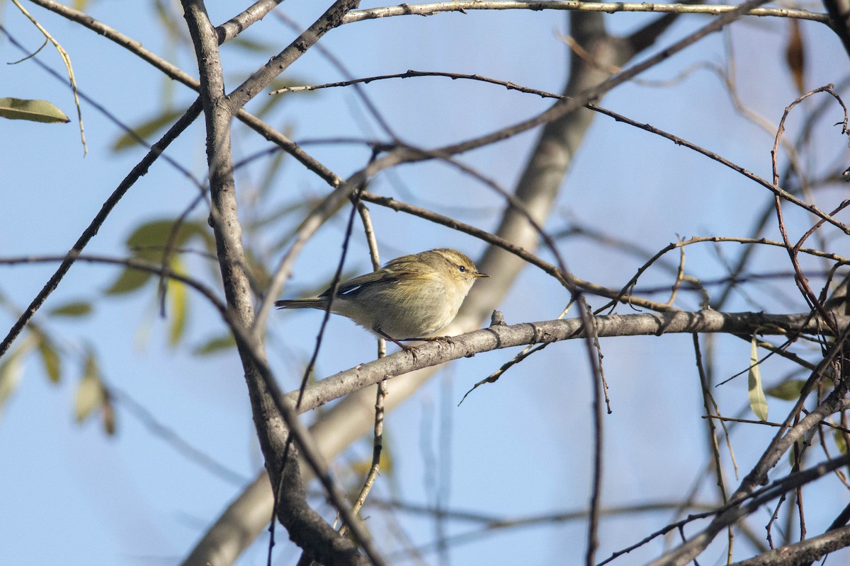 Hume's Warbler - ML612346861