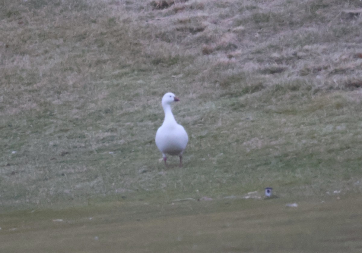 Ross's Goose - ML612347041