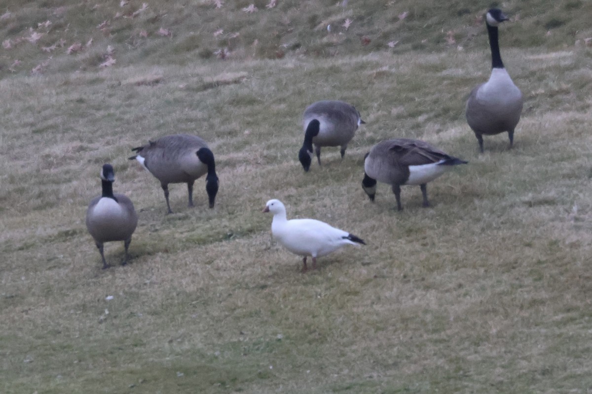 Ross's Goose - ML612347042