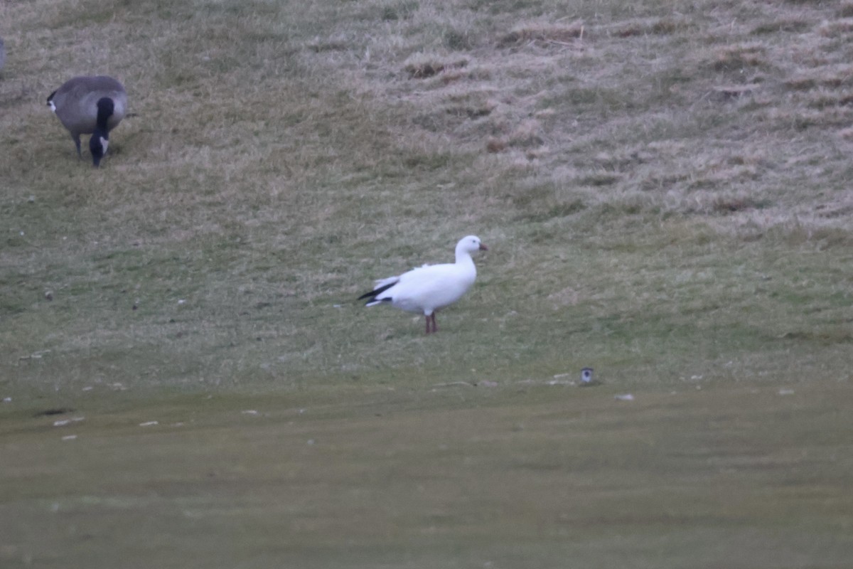 Ross's Goose - ML612347043