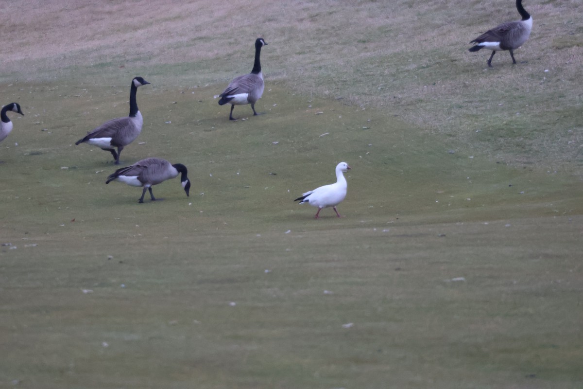 Ross's Goose - ML612347046