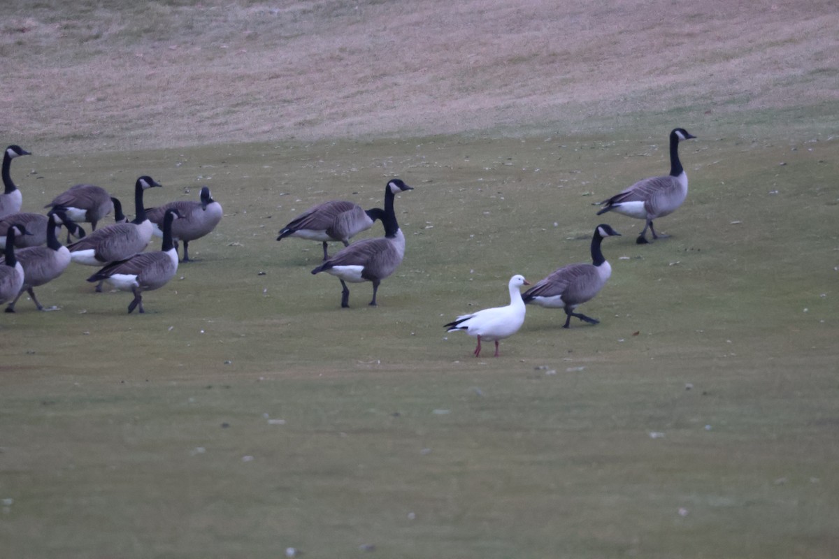 Ross's Goose - ML612347048