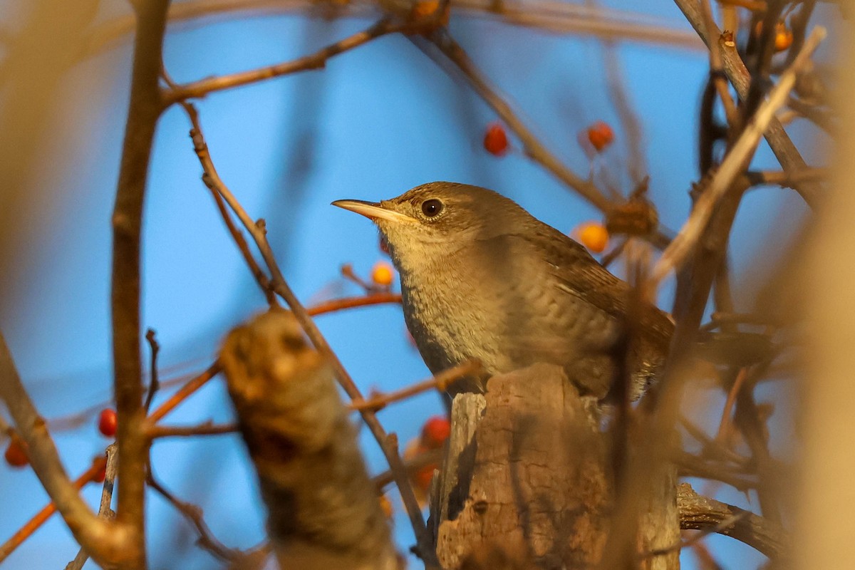 Northern House Wren - ML612347142
