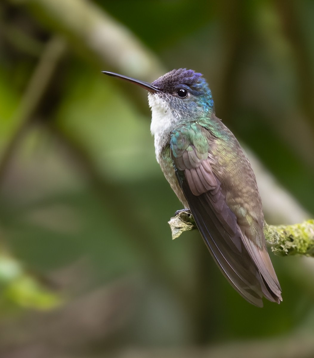 Azure-crowned Hummingbird (Azure-crowned) - Lars Petersson | My World of Bird Photography