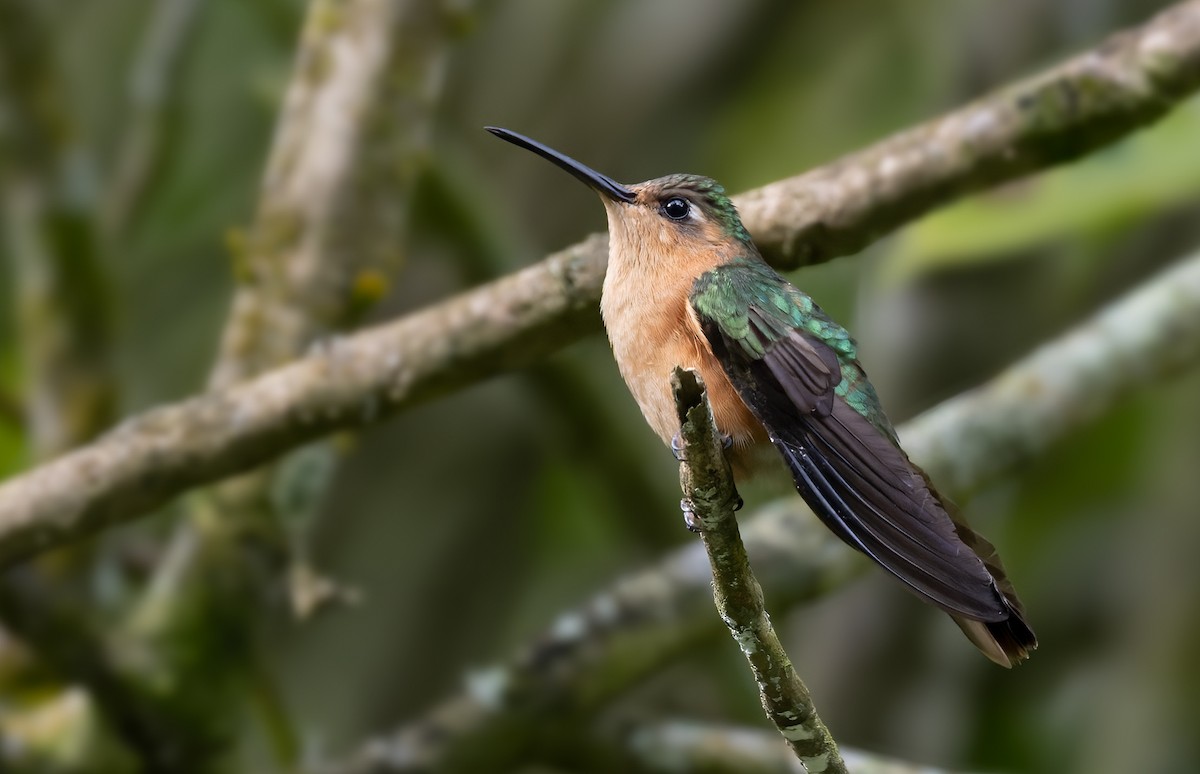 Rufous Sabrewing - Lars Petersson | My World of Bird Photography