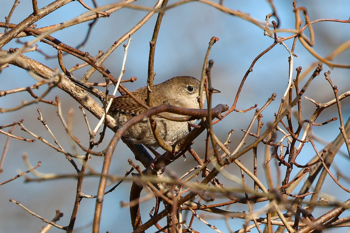 Northern House Wren - ML612347176