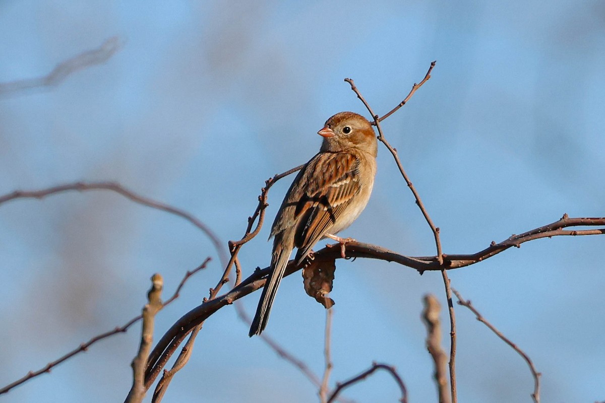 Field Sparrow - ML612347193