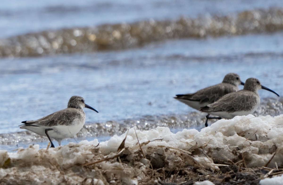 Curlew Sandpiper - Pete Myers