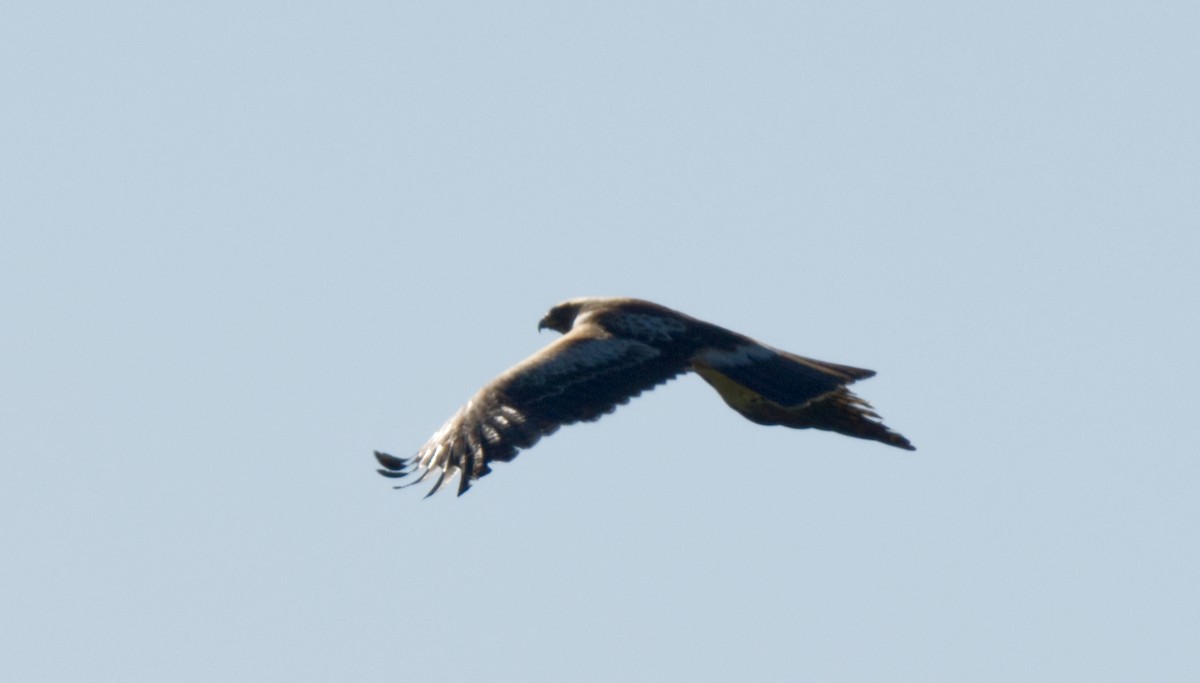 Booted Eagle - ML612347450