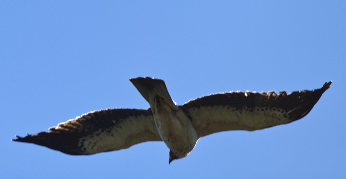 Booted Eagle - ML612347454