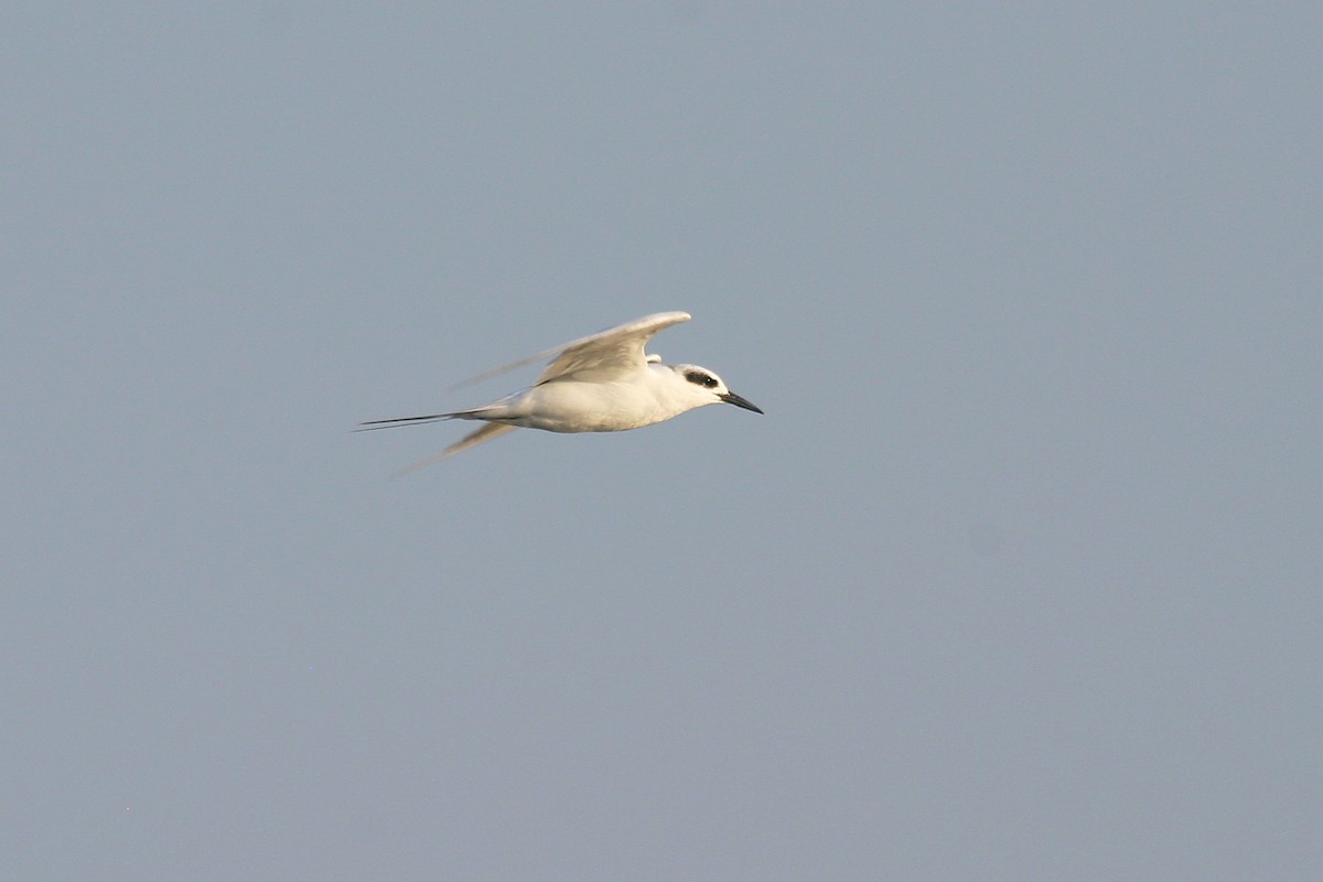 Forster's Tern - ML612347463