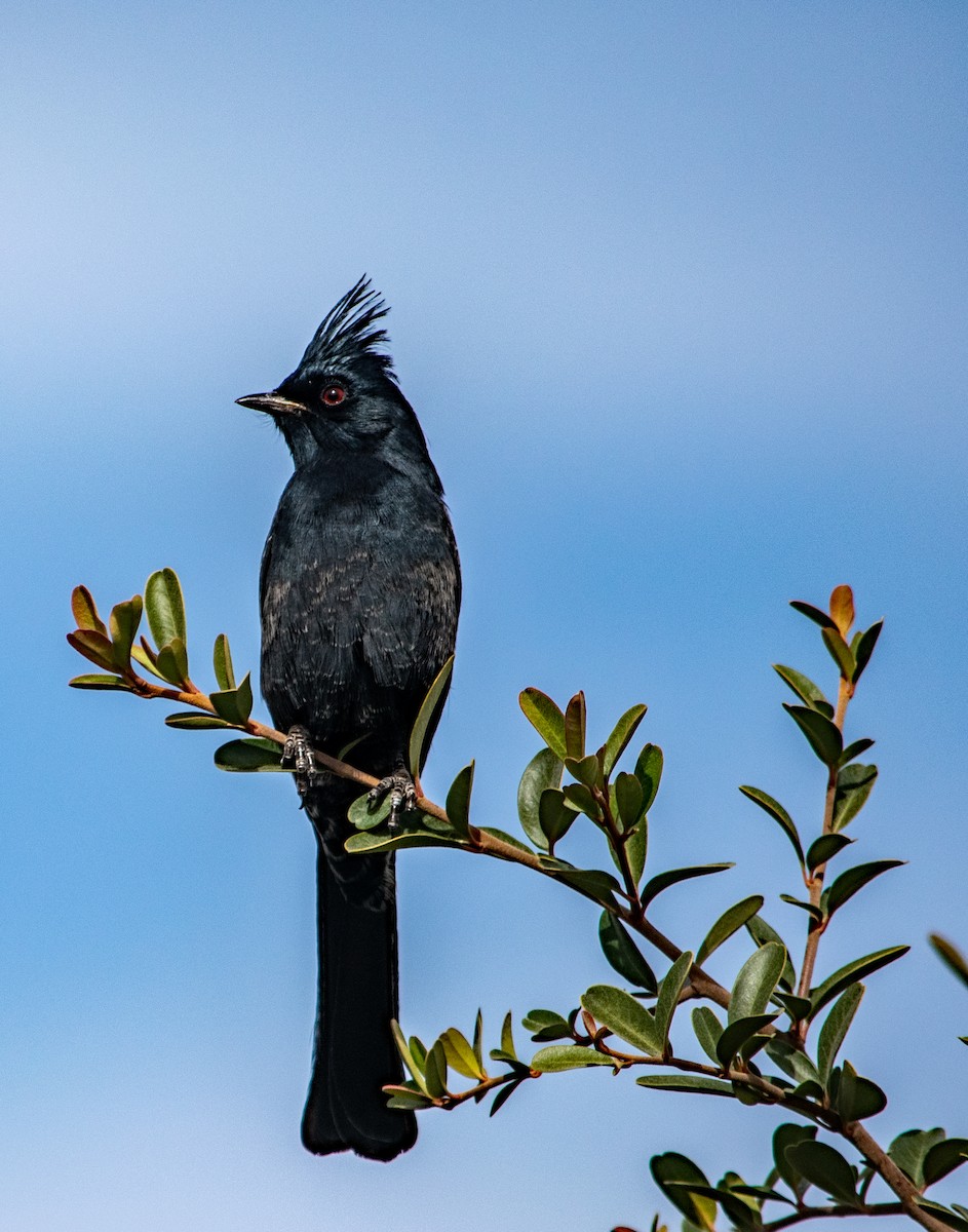 Phainopepla - Jack Maddox