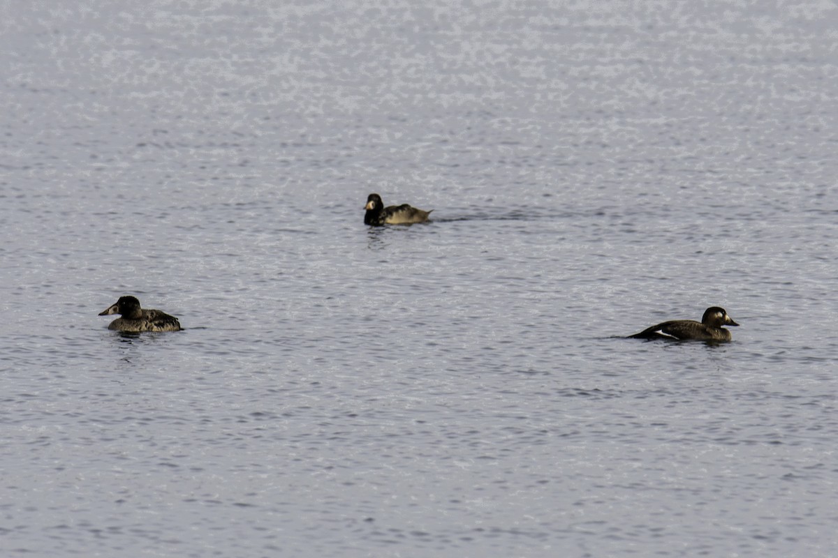 Surf Scoter - ML612347523