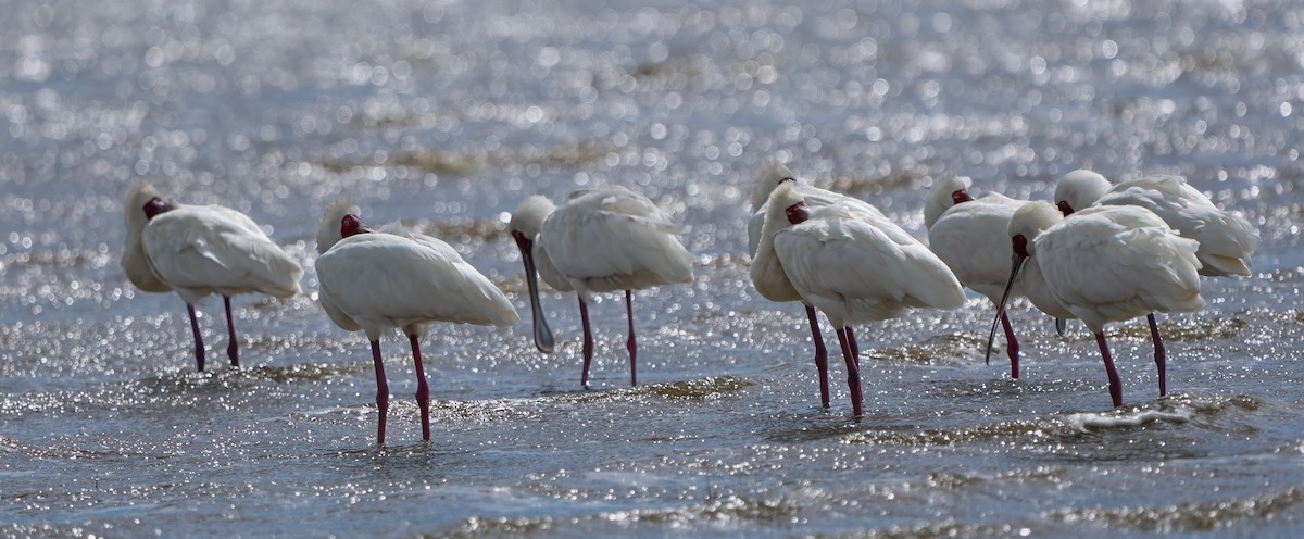 African Spoonbill - Pete Myers
