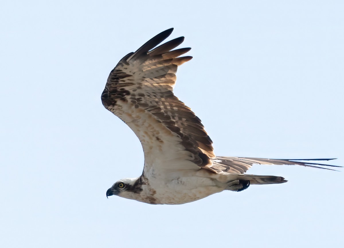 Balbuzard pêcheur - ML612347600