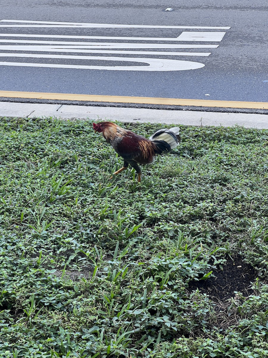 Red Junglefowl (Domestic type) - ML612347643