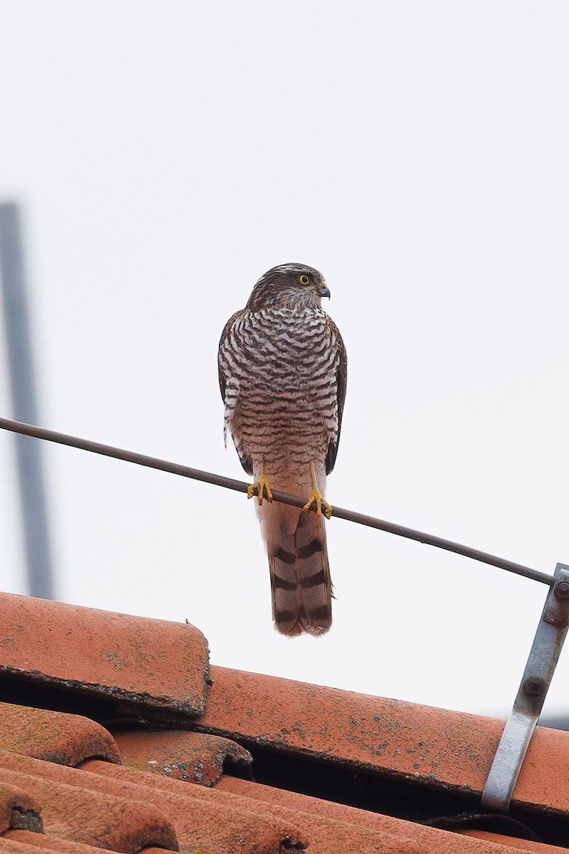 Eurasian Sparrowhawk - ML612347651