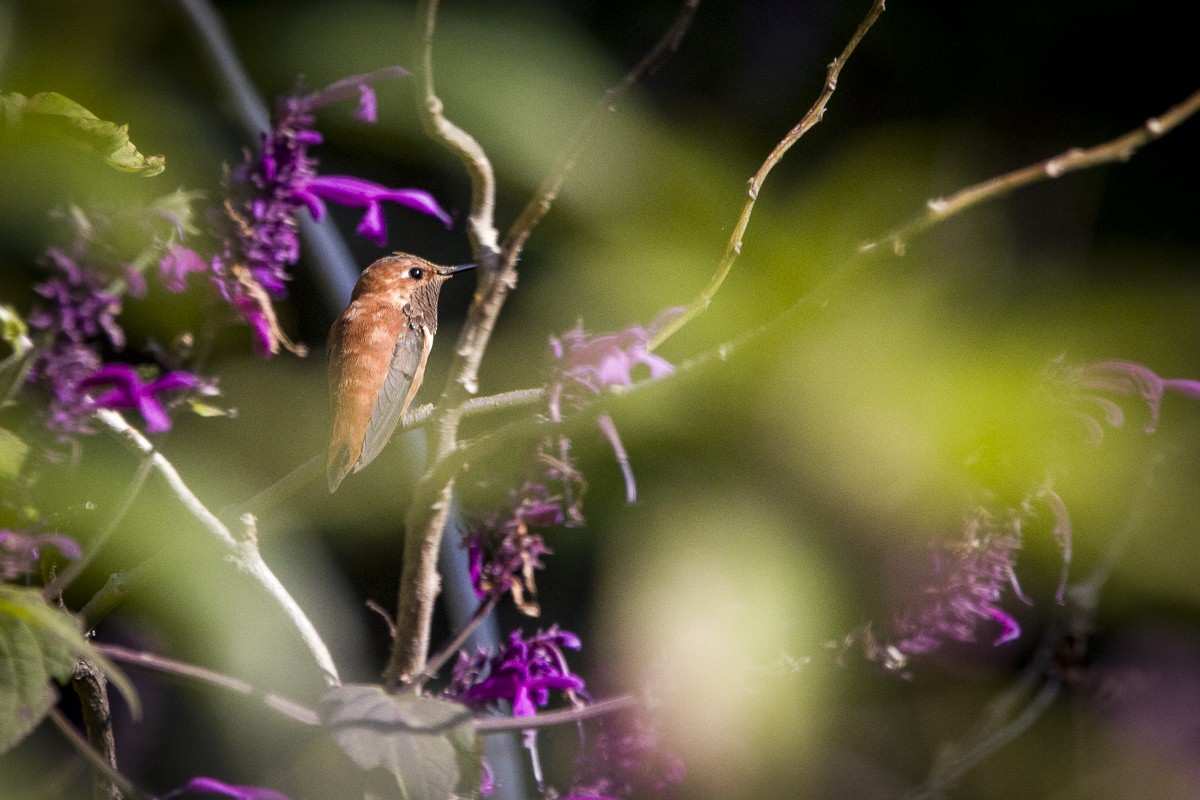 Rufous Hummingbird - Luis  Cadena