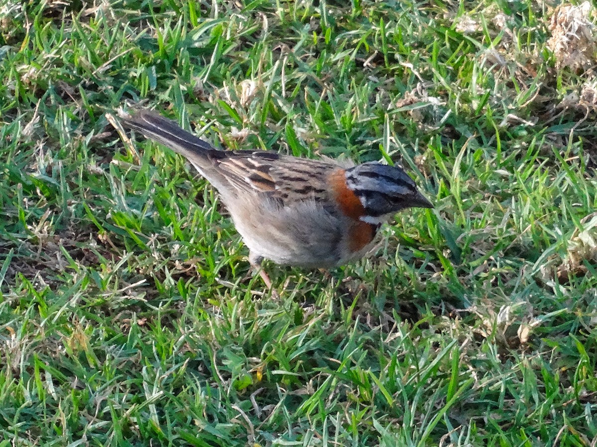 Rufous-collared Sparrow - ML612347820