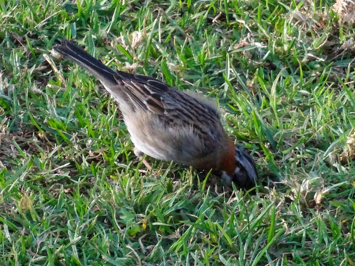 Rufous-collared Sparrow - John Tollefson