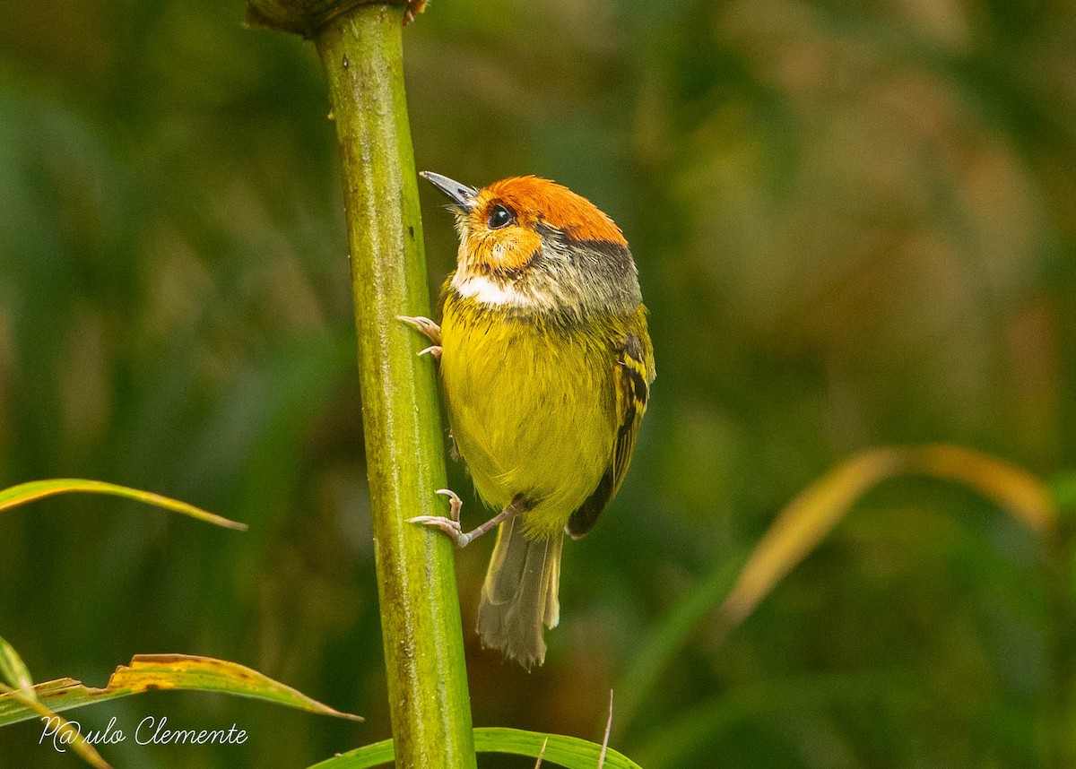 Rufous-crowned Tody-Flycatcher - Paulo Clemente Guevara