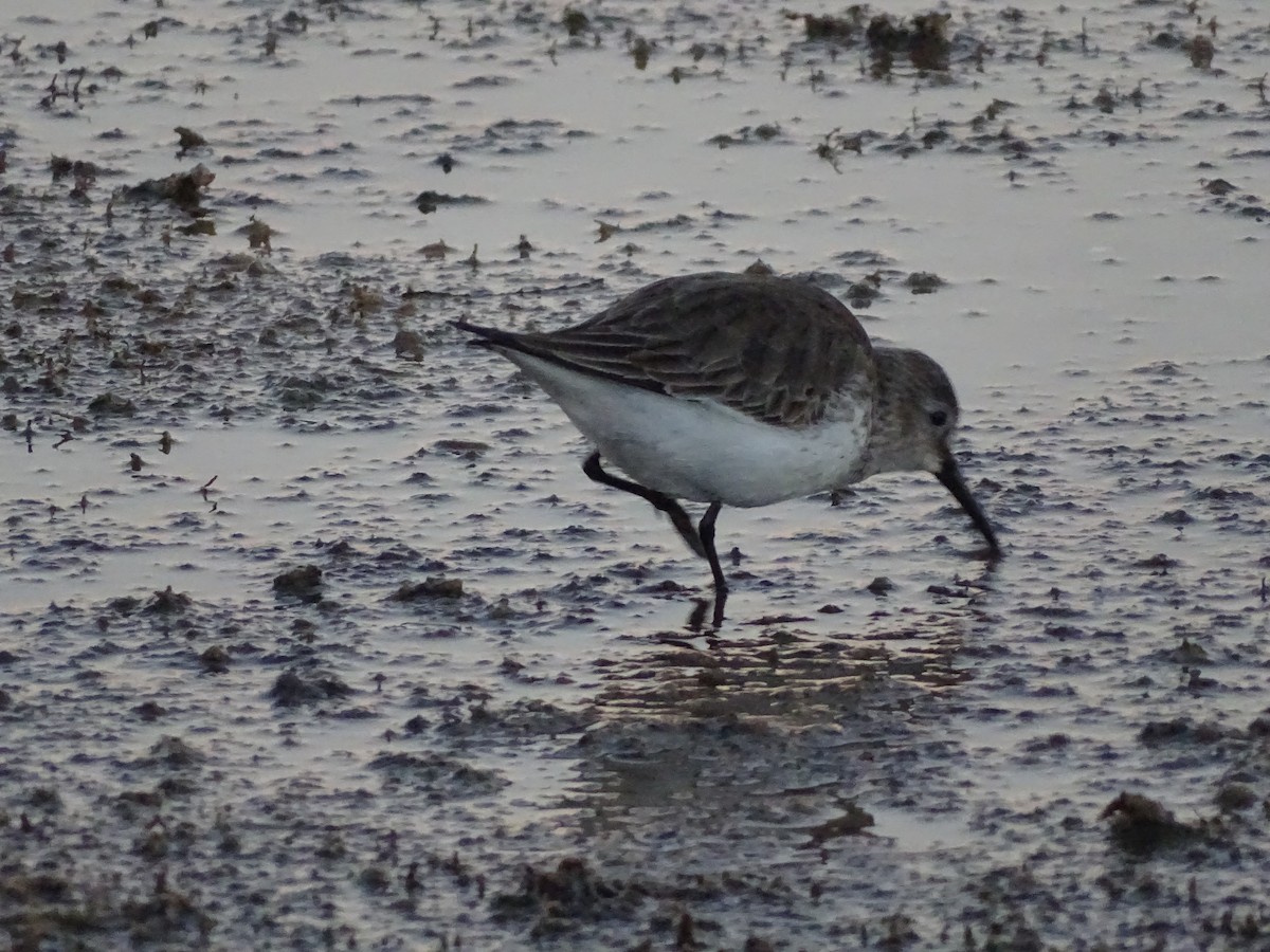 Dunlin - Juan Morales Martin