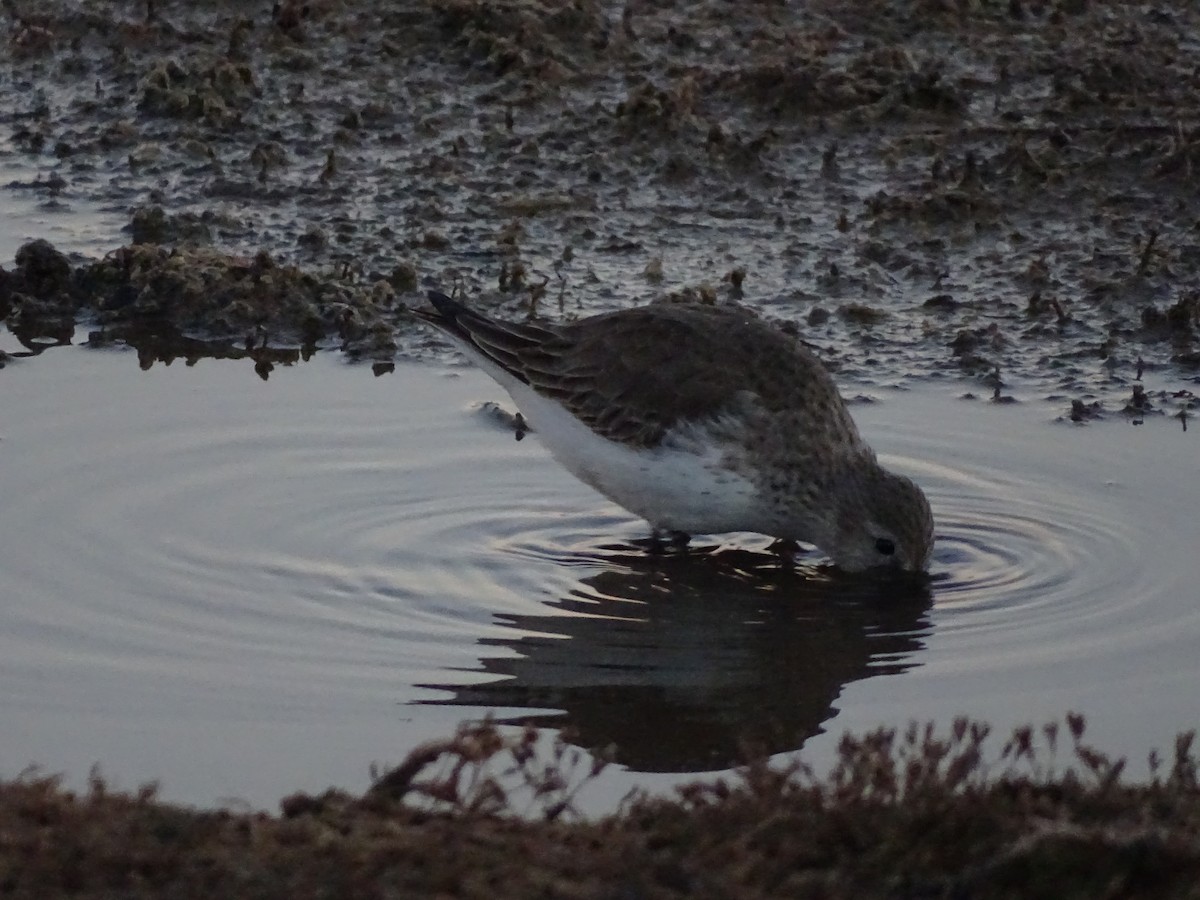 Dunlin - Juan Morales Martin