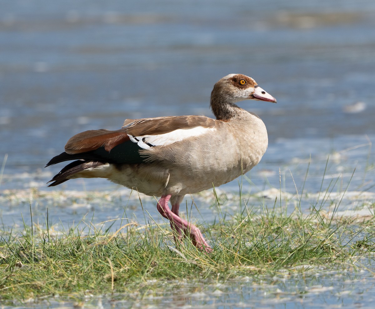 Egyptian Goose - ML612348041