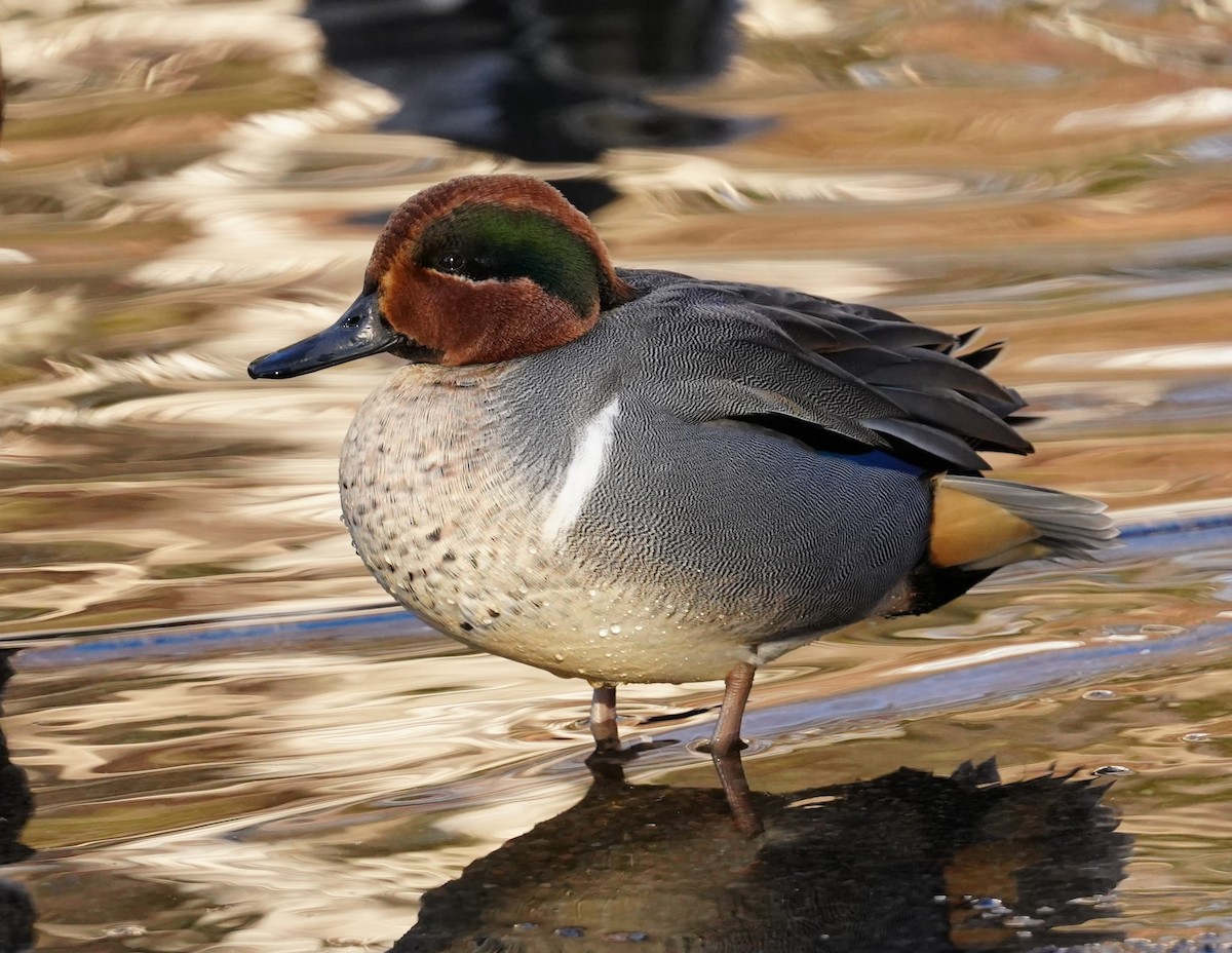 Green-winged Teal - ML612348063