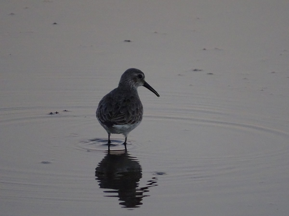 Dunlin - Juan Morales Martin