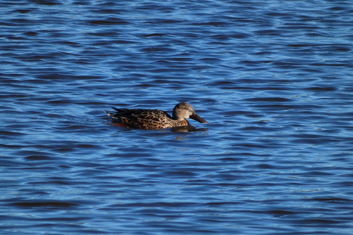 Northern Shoveler - ML612348144