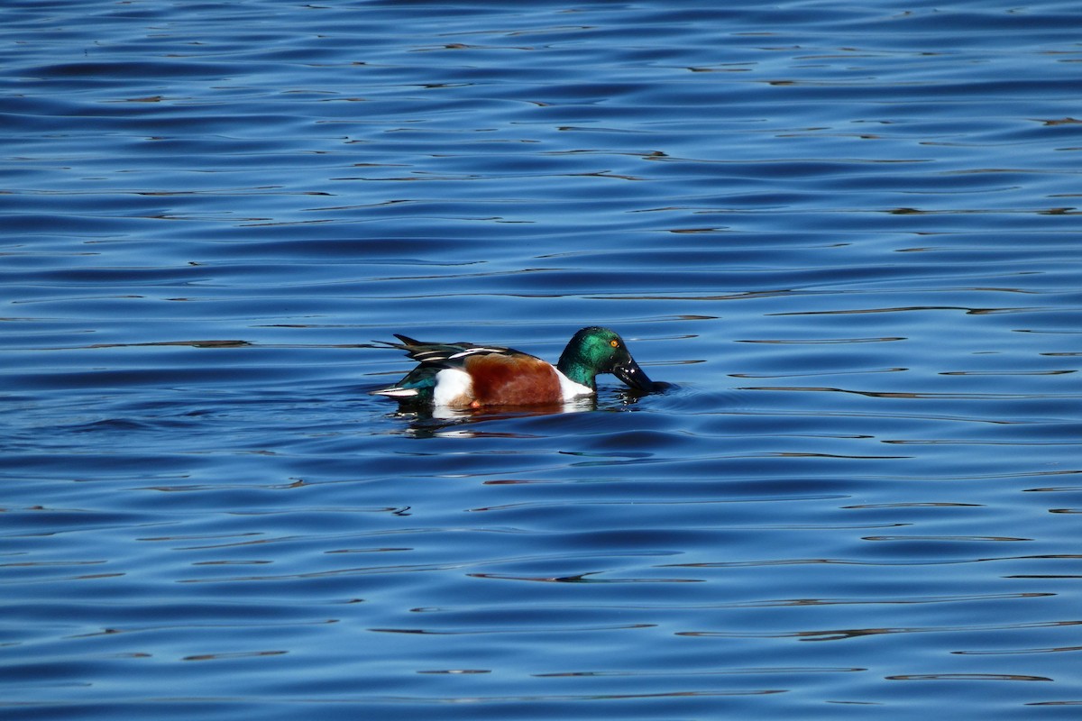 Northern Shoveler - ML612348163