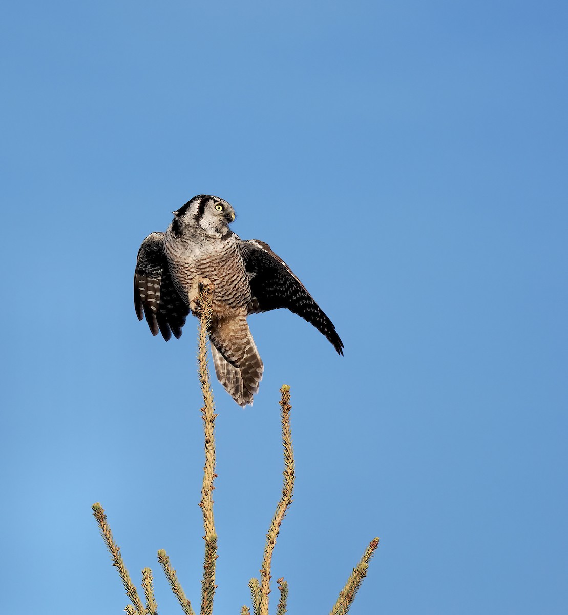 Northern Hawk Owl - ML612348199