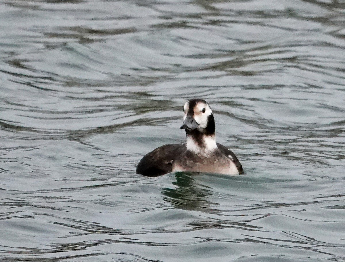Long-tailed Duck - ML612348211