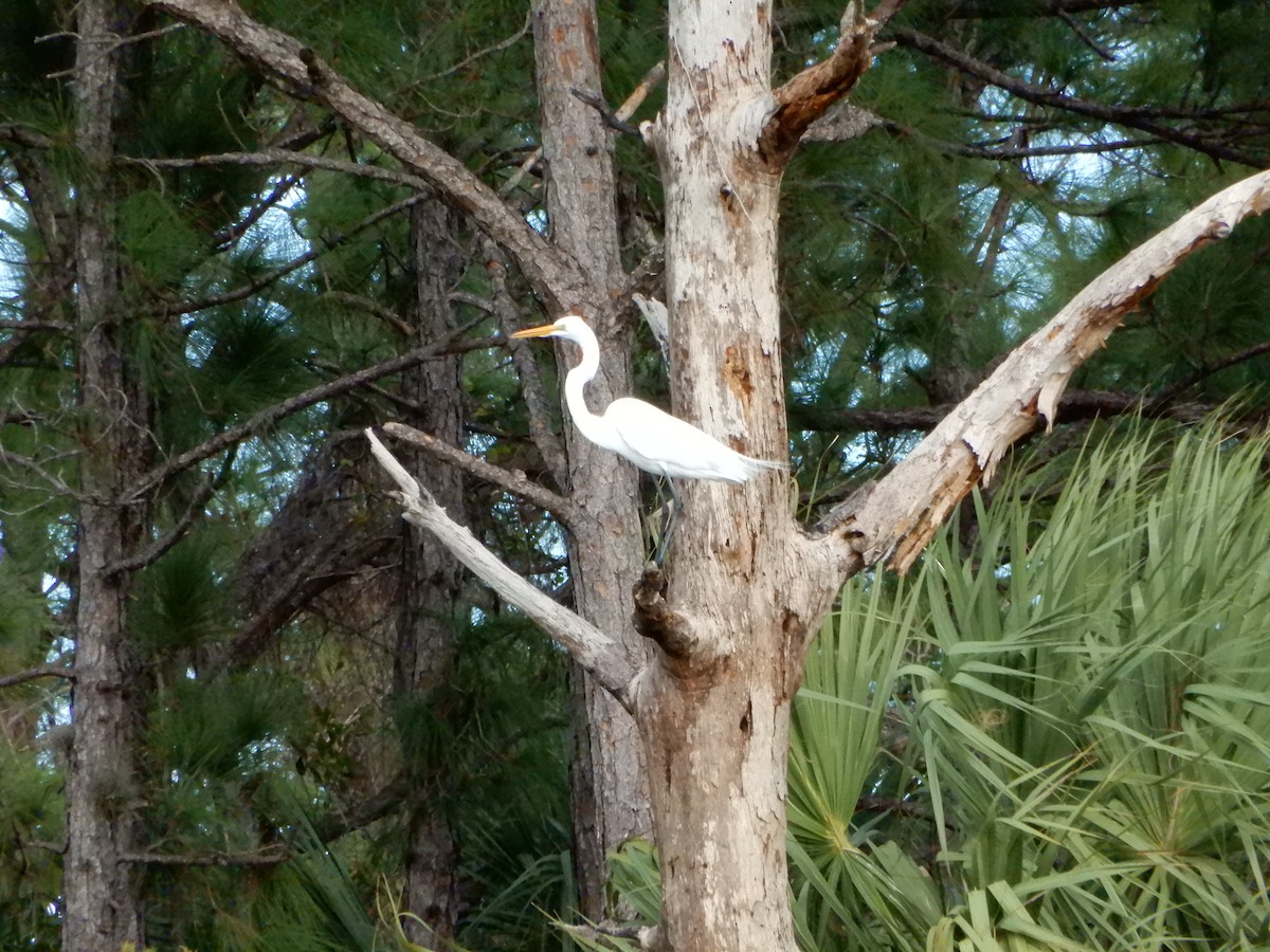 Great Egret - ML612348217