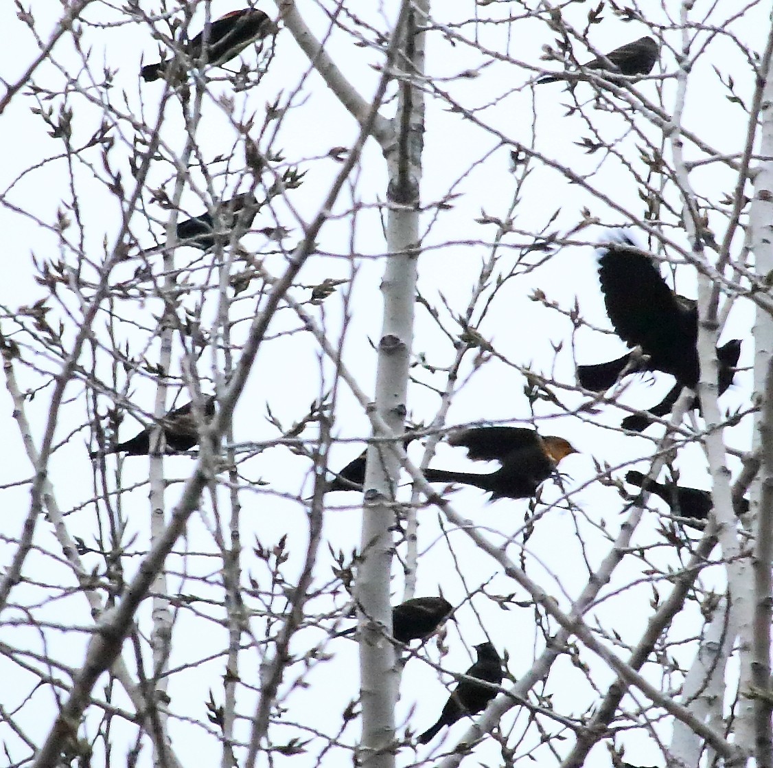 Yellow-headed Blackbird - ML612348220