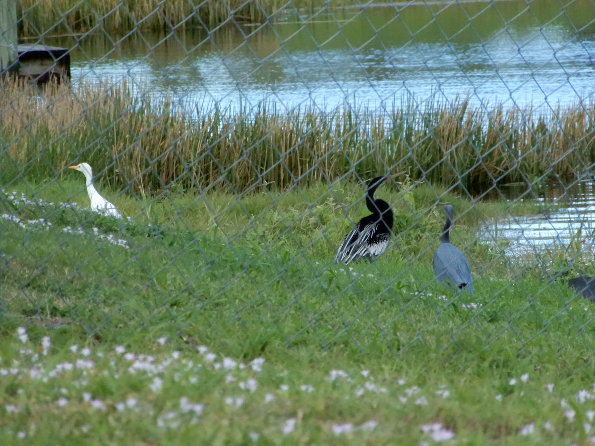 Египетская цапля (ibis) - ML612348222