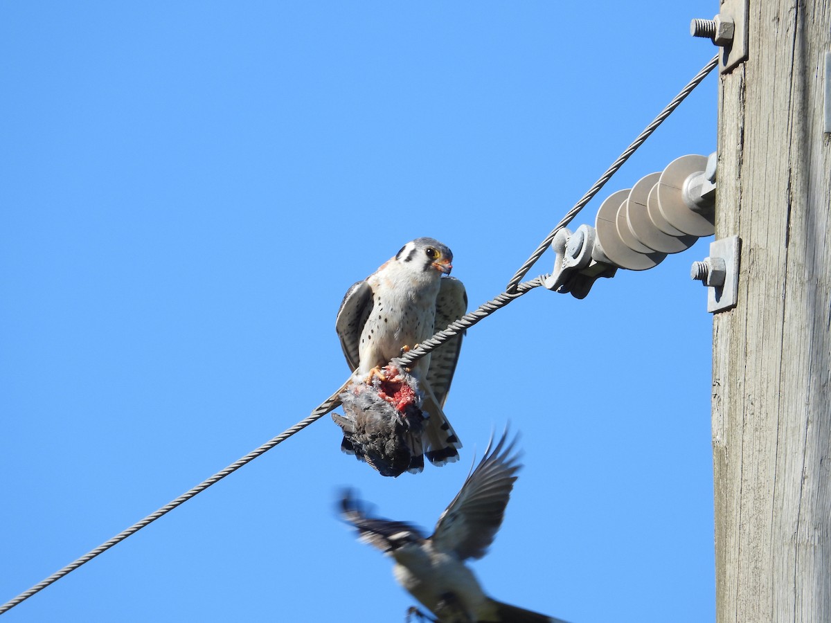 American Kestrel - ML612348225