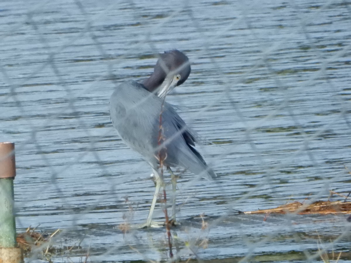 Little Blue Heron - ML612348227