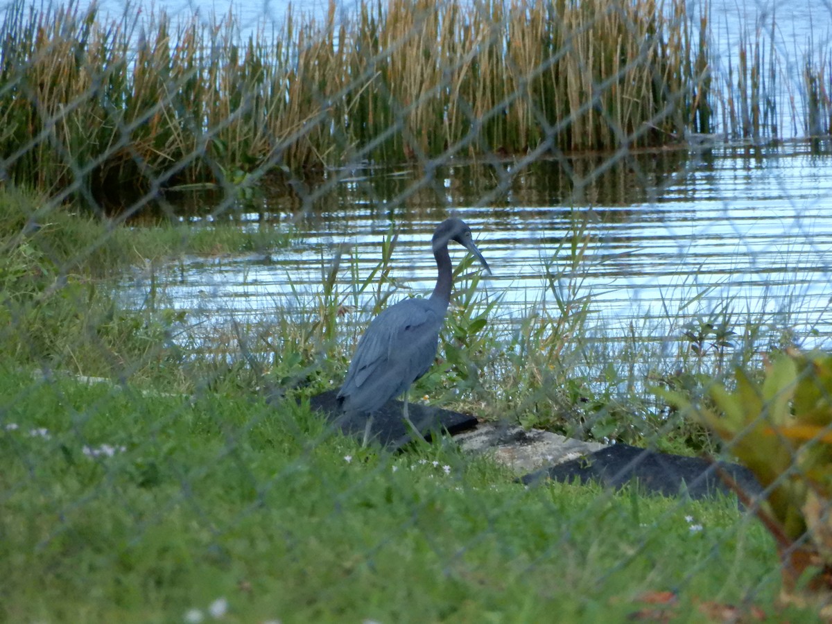 Little Blue Heron - Lyndsey Hartsfield