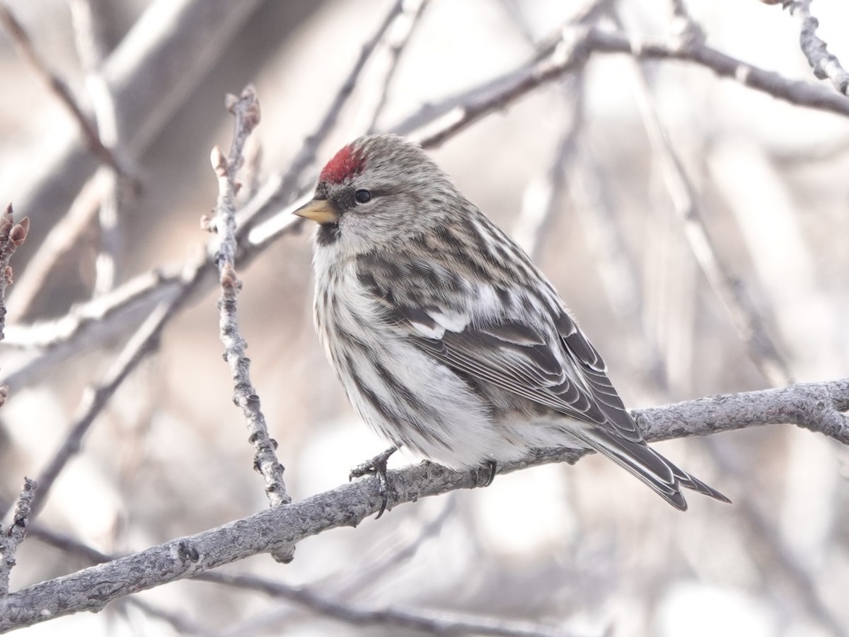 Common Redpoll - ML612348250