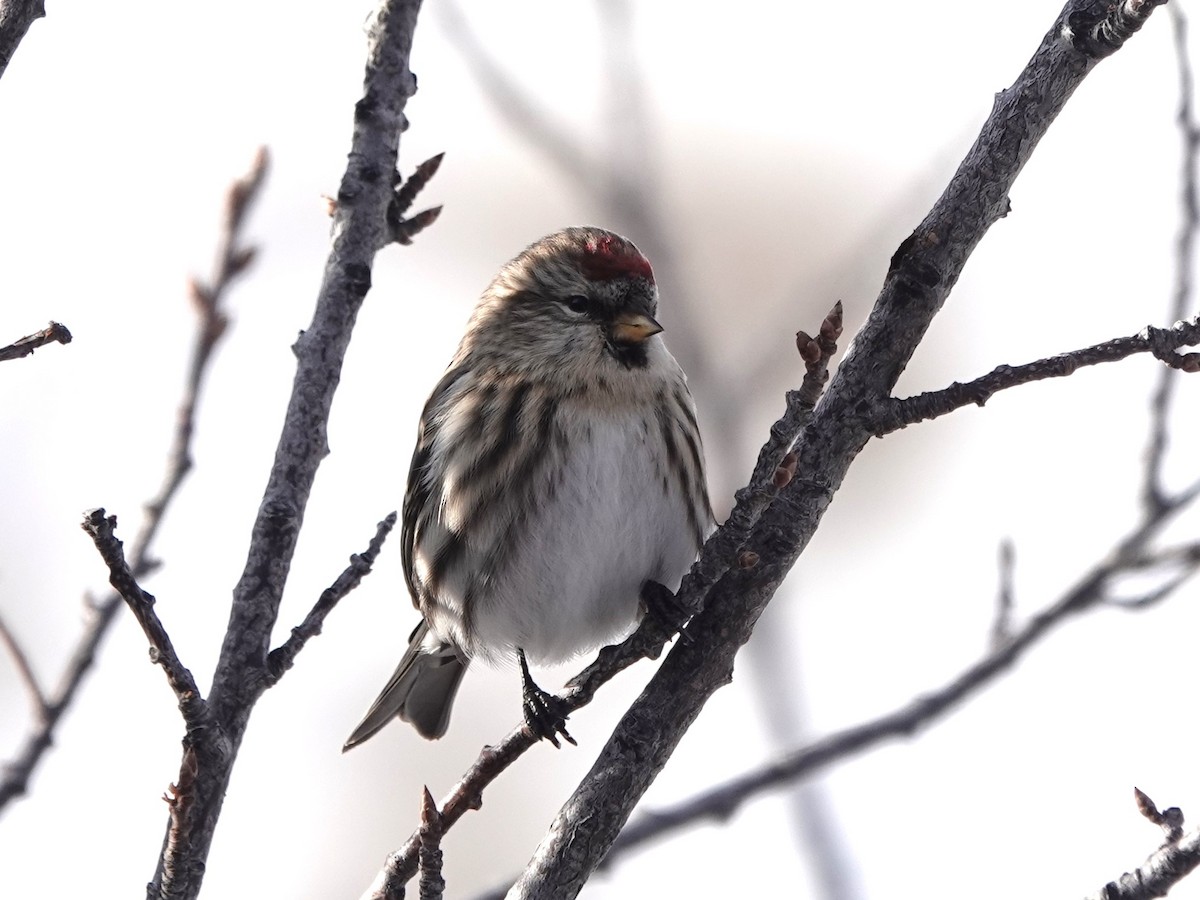 Common Redpoll - ML612348252