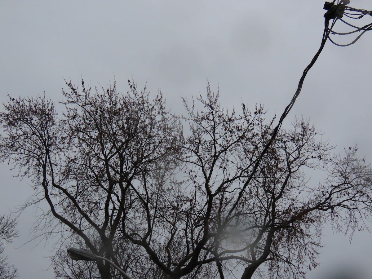 Хар тодол - ML612348267