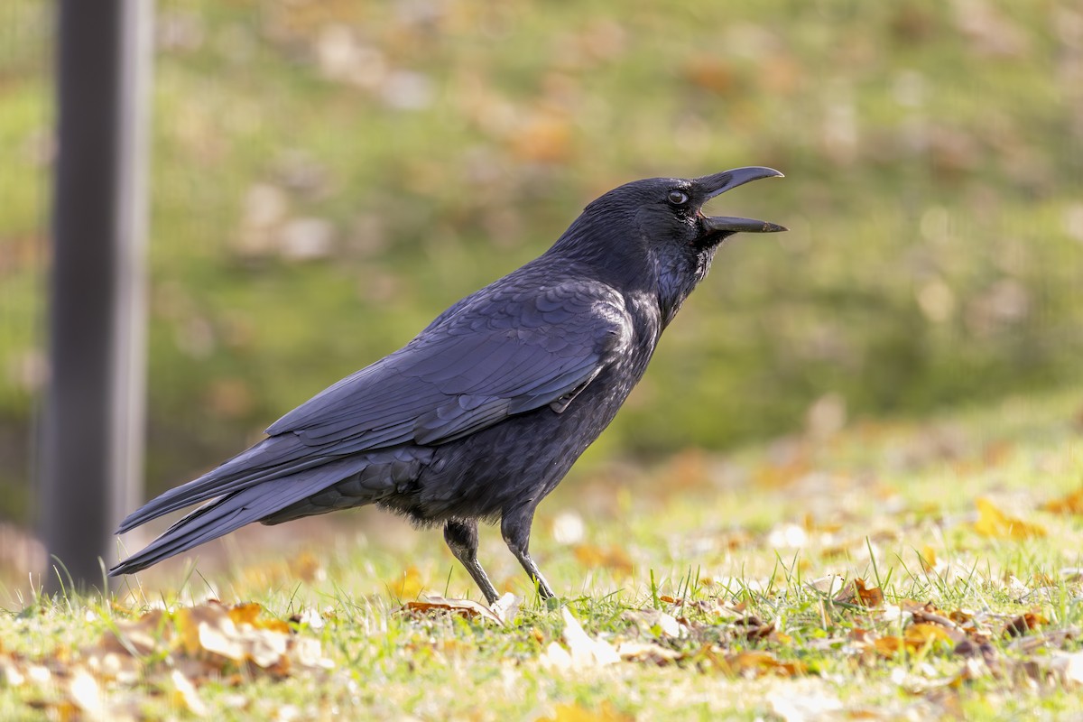 Carrion Crow (Western) - Alexis Lours